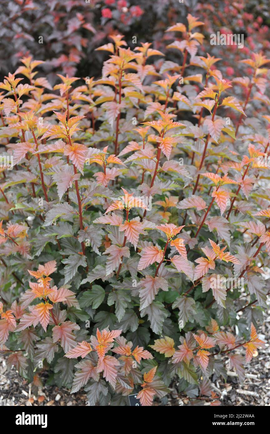 Im Juni wächst in einem Garten die orange und lila-blättrige Ninebark (Physocarpus opulifolius) Andre (Jefam) Stockfoto