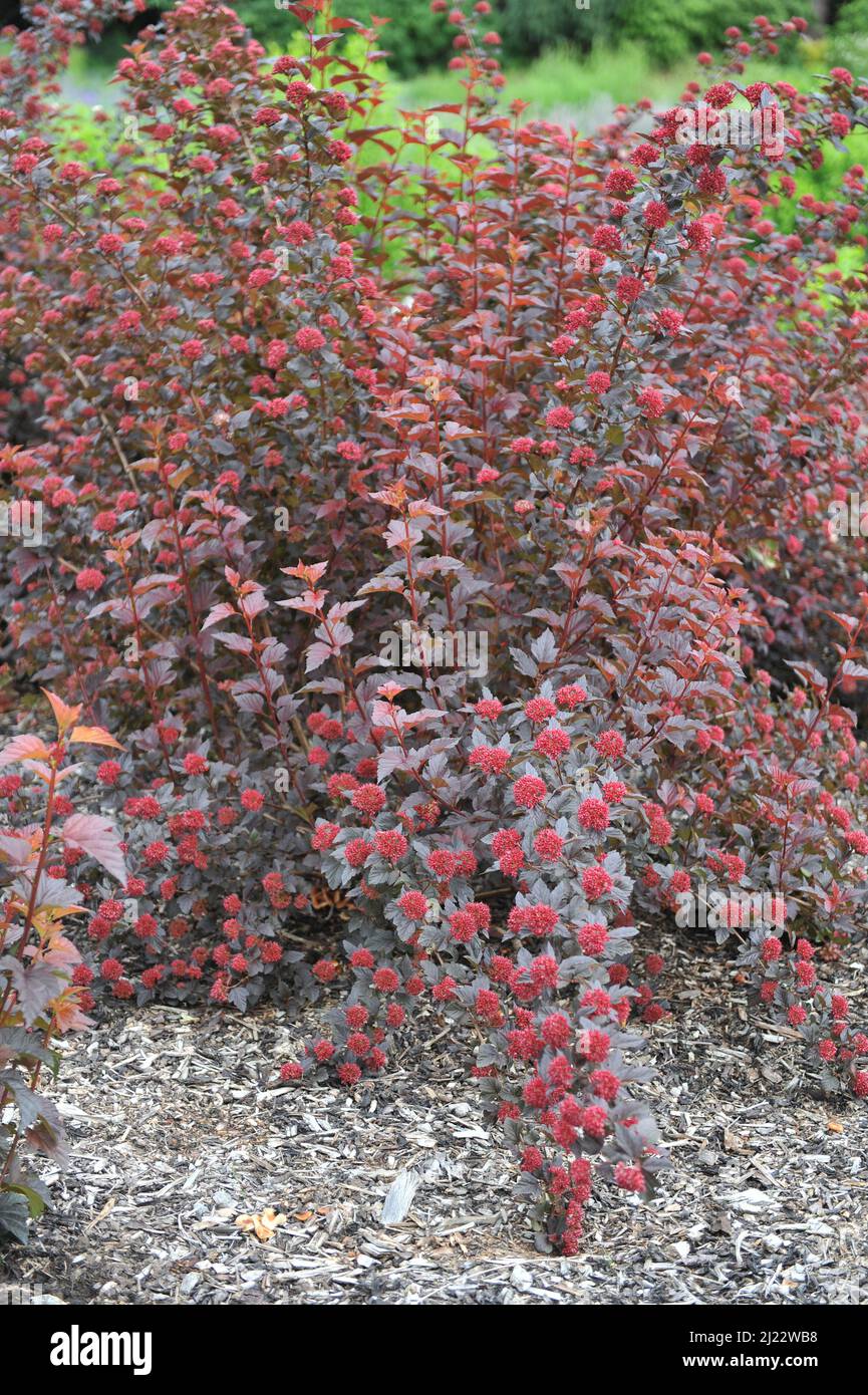 Im Juni wächst in einem Garten die orange und lila-blättrige Ninebark (Physocarpus opulifolius) Andre (Jefam) Stockfoto