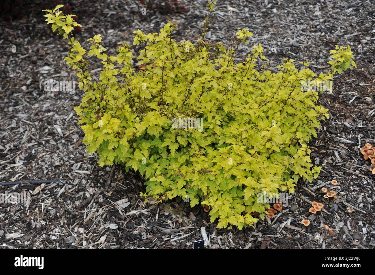 Im Juni wächst in einem Garten das bunter zellow-leaved ninebark (Physocarpus opulifolius) Anny's Gold Stockfoto