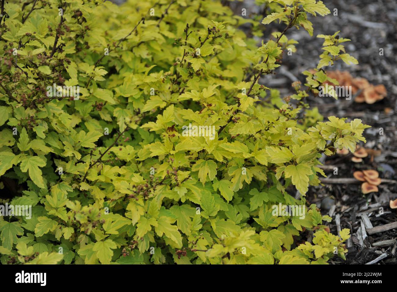 Im Juni wächst in einem Garten das bunter zellow-leaved ninebark (Physocarpus opulifolius) Anny's Gold Stockfoto