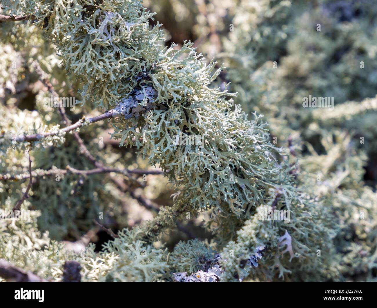 Evernia Pflaumenflechte auf Ästen. Karadag Naturschutzgebiet. Krim Stockfoto