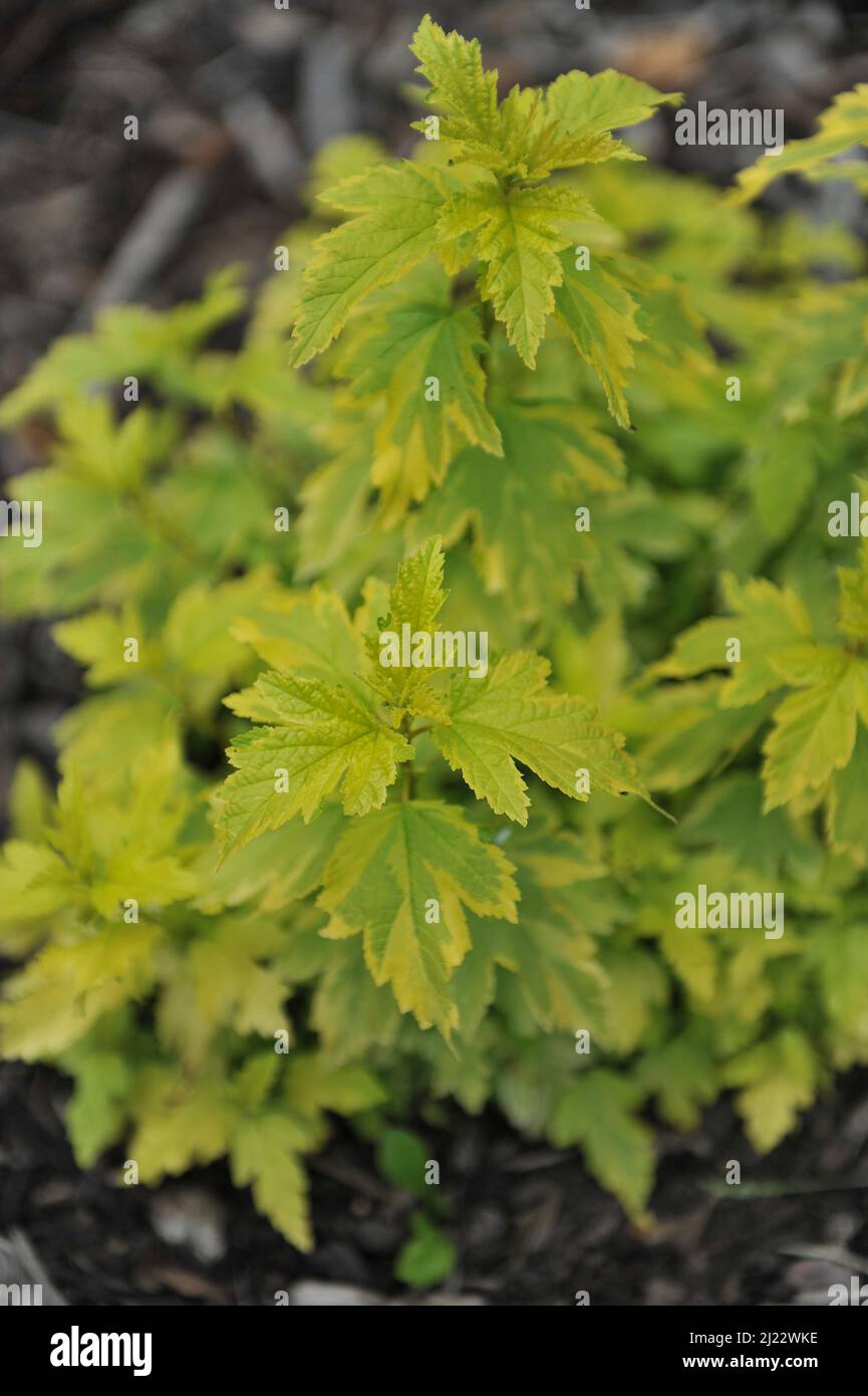 Im Juni wächst in einem Garten das bunter zellow-leaved ninebark (Physocarpus opulifolius) Anny's Gold Stockfoto