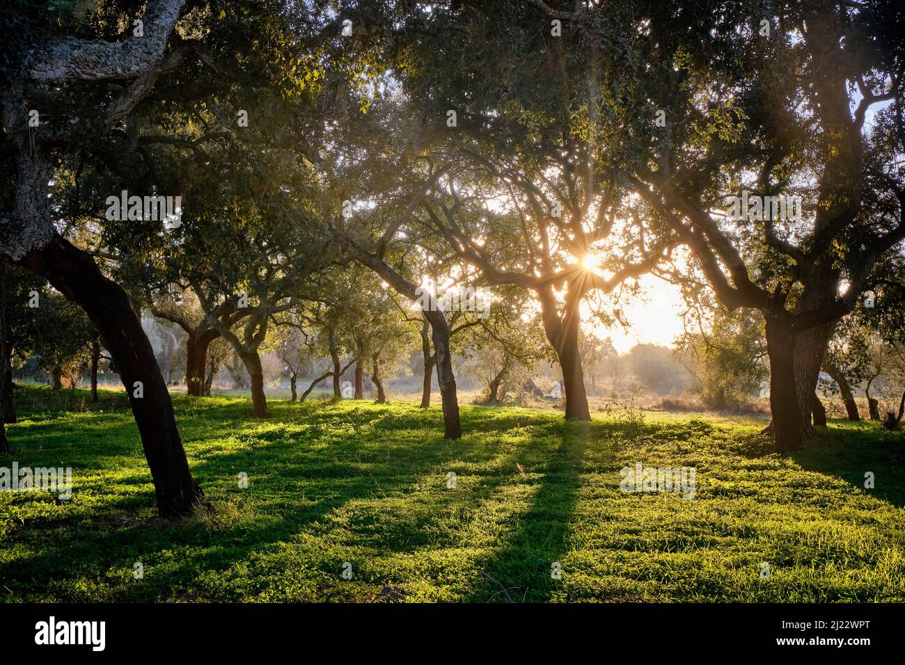 Korkeichen in Palmela. Portugal ist der weltweit führende Hersteller von Kork. Die Korkeiche liefert alle neun Jahre Kork von guter Qualität. Stockfoto