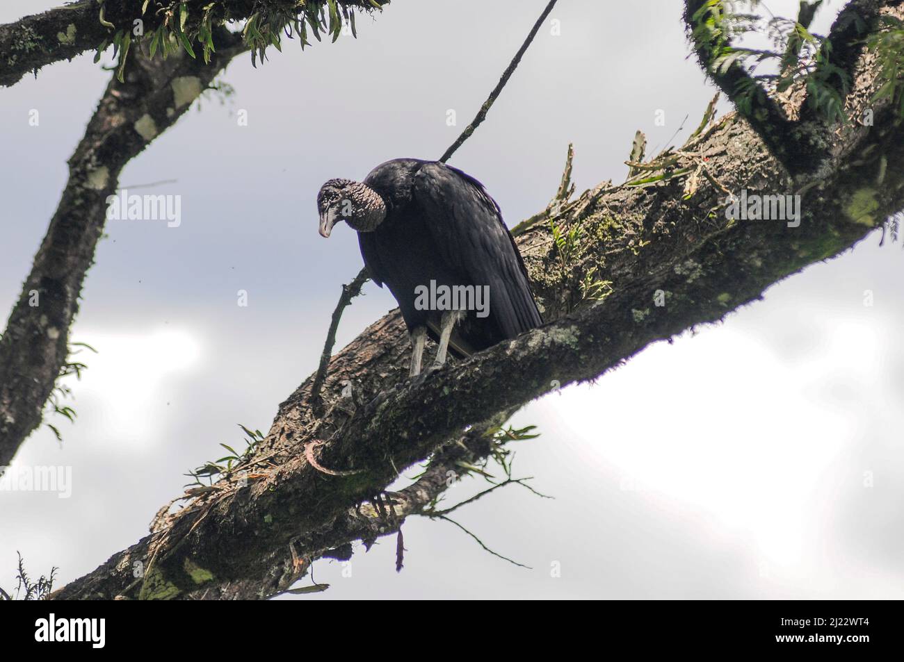 Schwarzer Geier (Coragyps atratus). Iguazu Nationalpark, Misiones, Argentinien Stockfoto