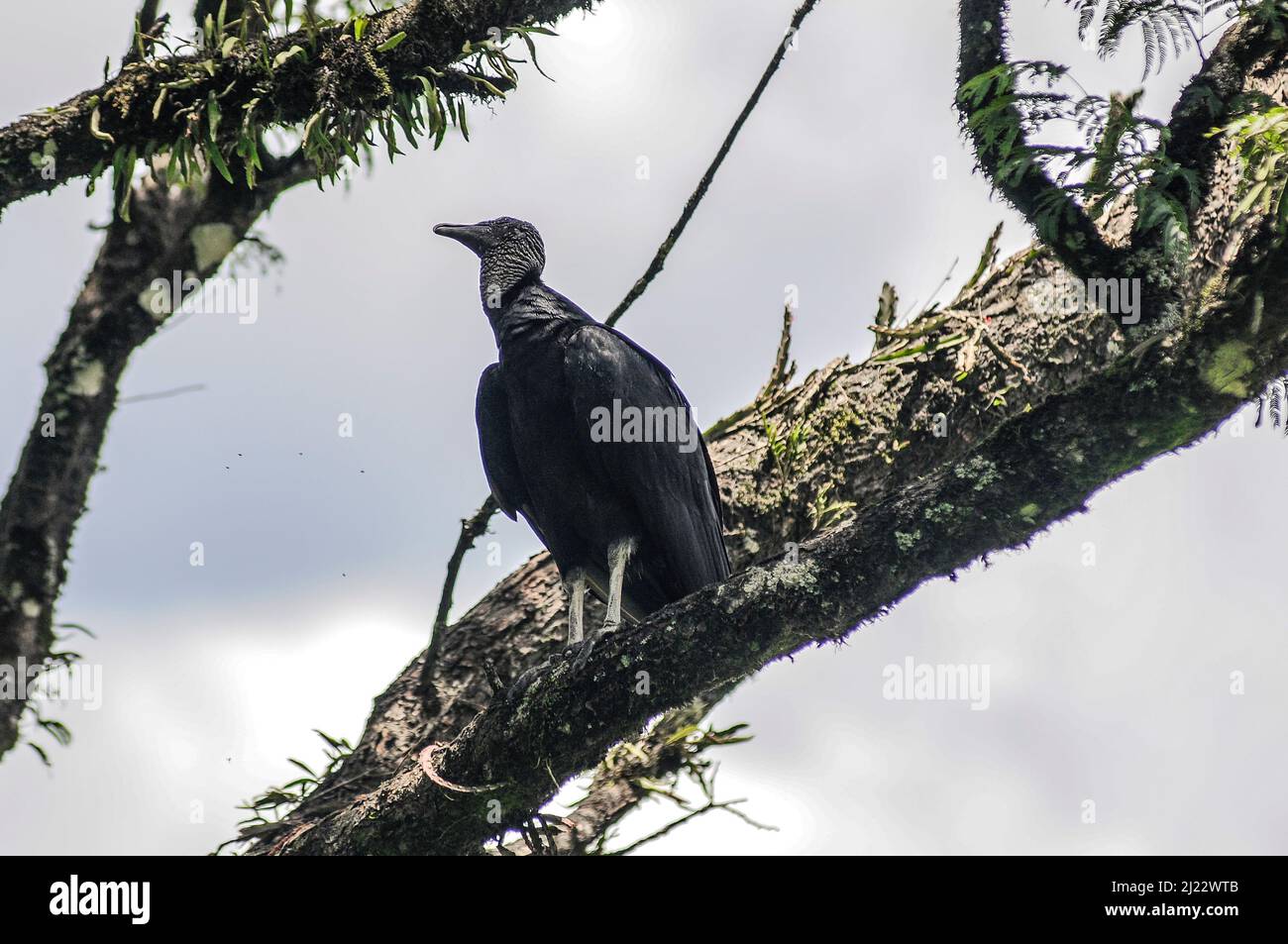Schwarzer Geier (Coragyps atratus). Iguazu Nationalpark, Misiones, Argentinien Stockfoto