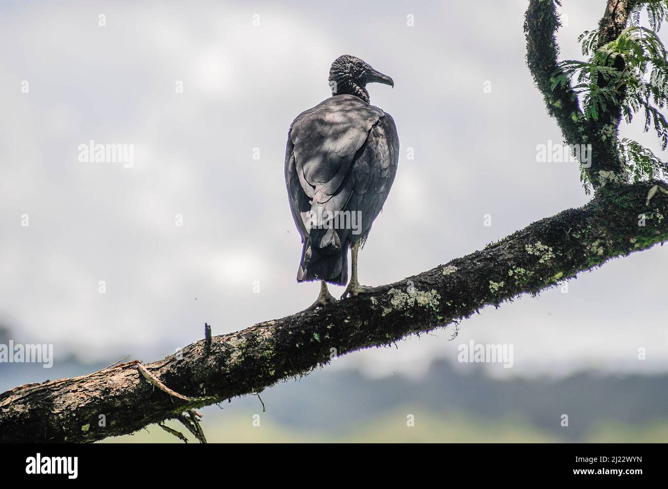 Schwarzer Geier (Coragyps atratus). Iguazu Nationalpark, Misiones, Argentinien Stockfoto