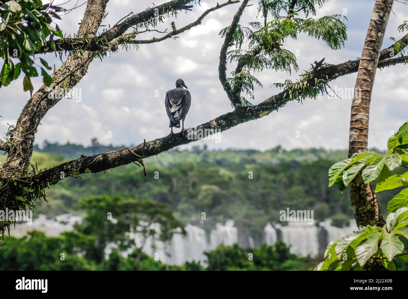 Schwarzer Geier (Coragyps atratus). Iguazu Nationalpark, Misiones, Argentinien Stockfoto