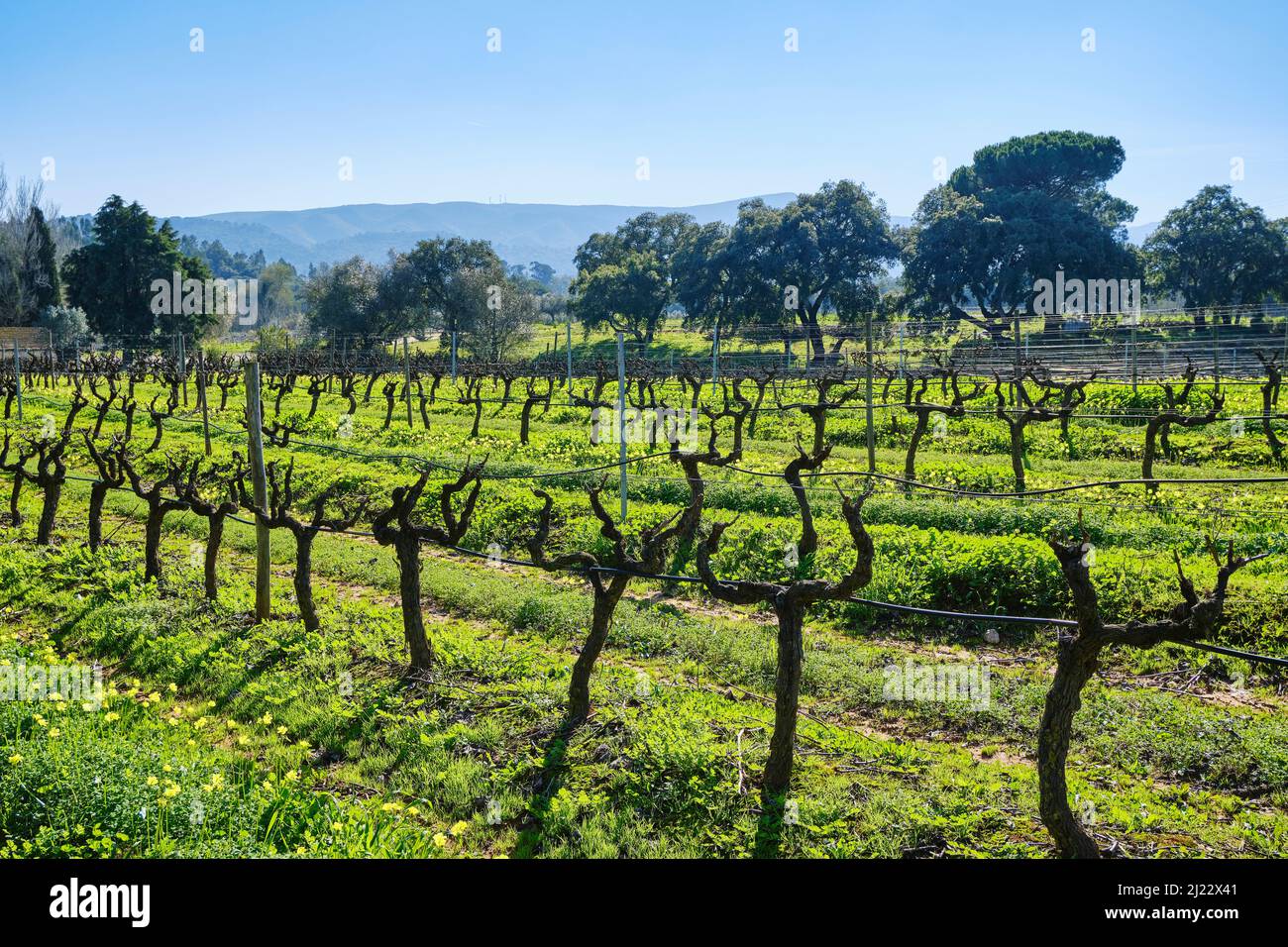 Weinberge auf Quinta de Alcube, einem Bauernhof mit dem Solar do Morgado de Alcube, der aus dem 15. Jahrhundert stammt. Setúbal. Portugal Stockfoto