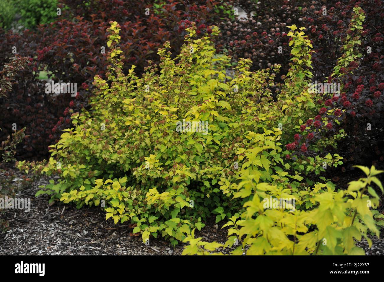 Gelbblättrige Ninebark (Physocarpus opulifolius) Dartgold wächst im Juni in einem Garten Stockfoto