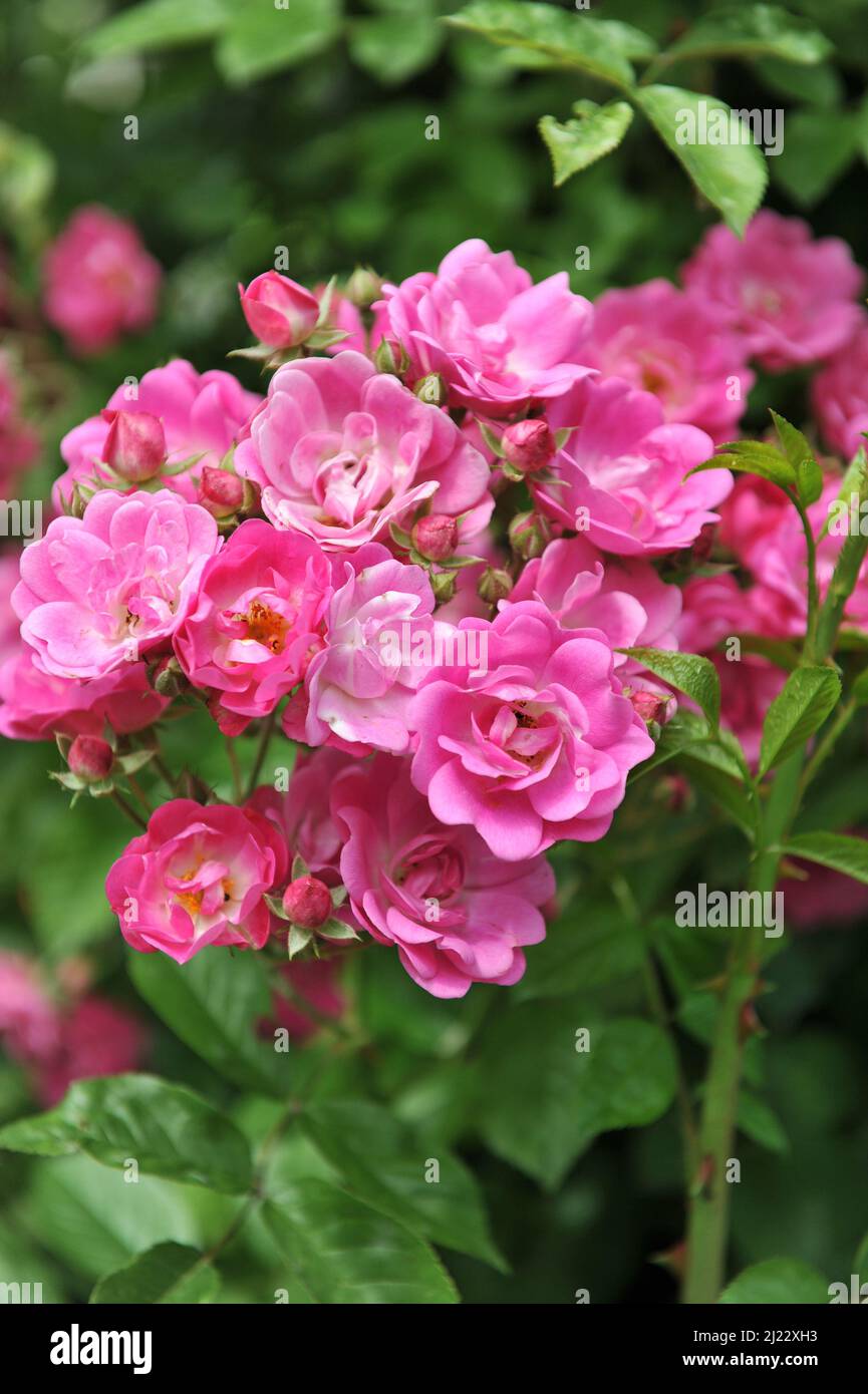 Pink Climbing Hybrid Multiflora Rose (Rosa) Dawson blüht im Juni in einem Garten Stockfoto