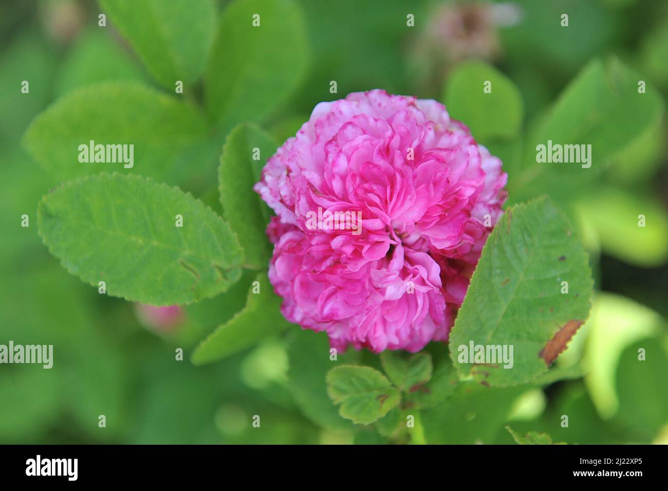 Im Juni blüht die dunkelrosa weiße Portlandrose (Rosa) Delambre in einem Garten Stockfoto