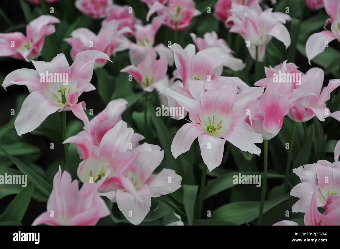 Im April blühen rosa Lilie-Tulpen (Tulipa) in einem Garten Stockfoto