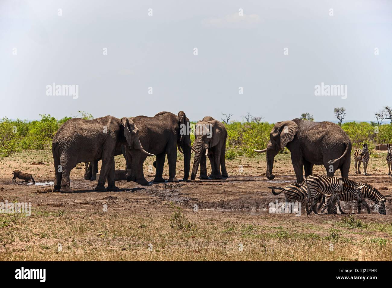 Am Wasserloch: Elefant, Zebra und Warthog 14869 Stockfoto