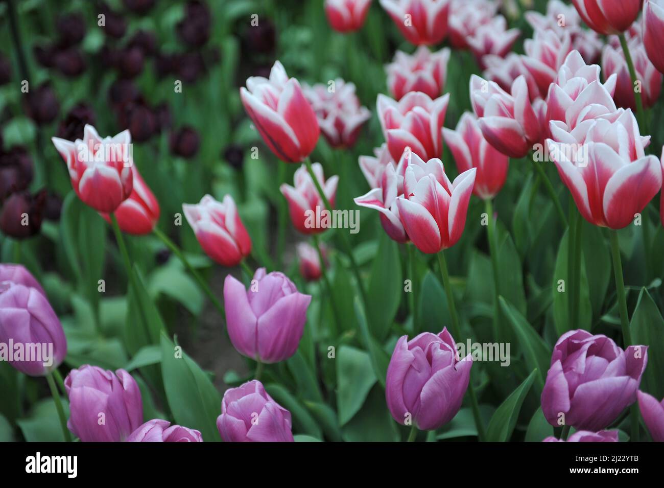 Rot mit weißen Rändern Triumph Tulpen (Tulipa) der Liebestrank blüht im April in einem Garten Stockfoto