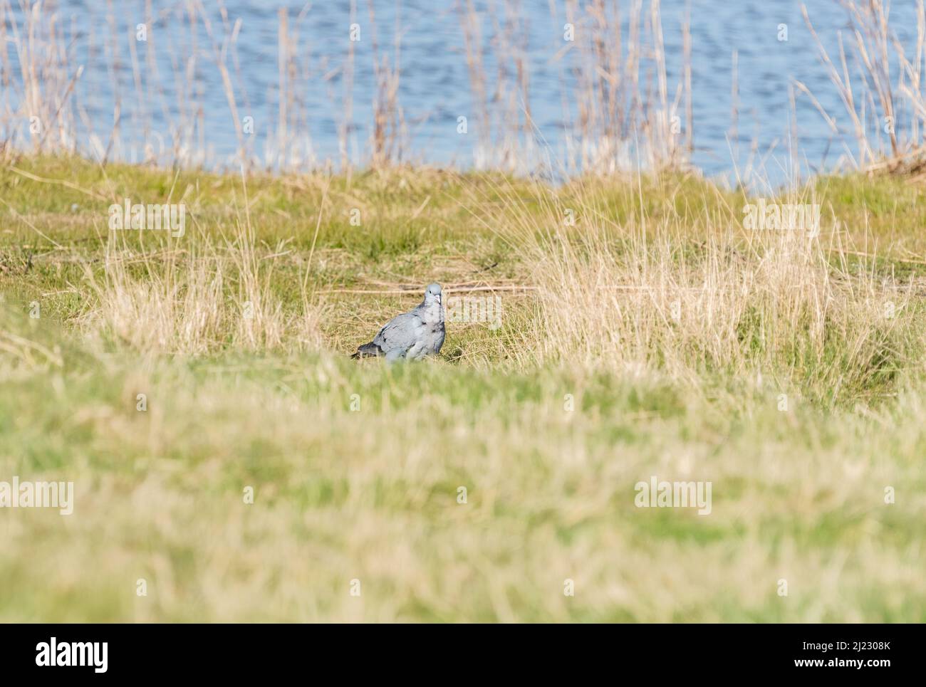 Stehende Taube (Columba oenas) Stockfoto