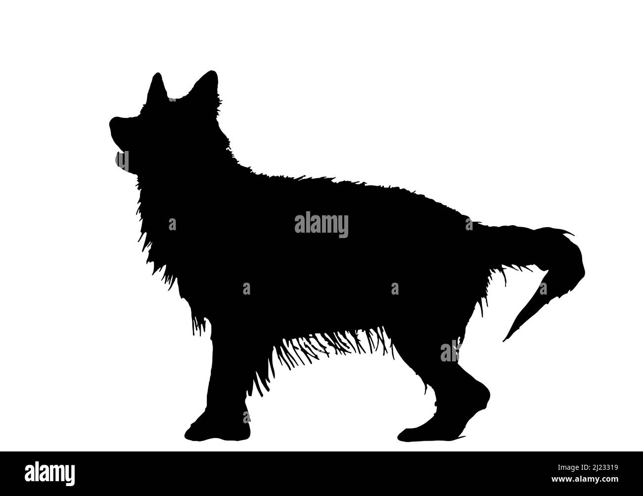 Der langhaarige Schäferhund, nasse Hund Silhouette Stock Vektor