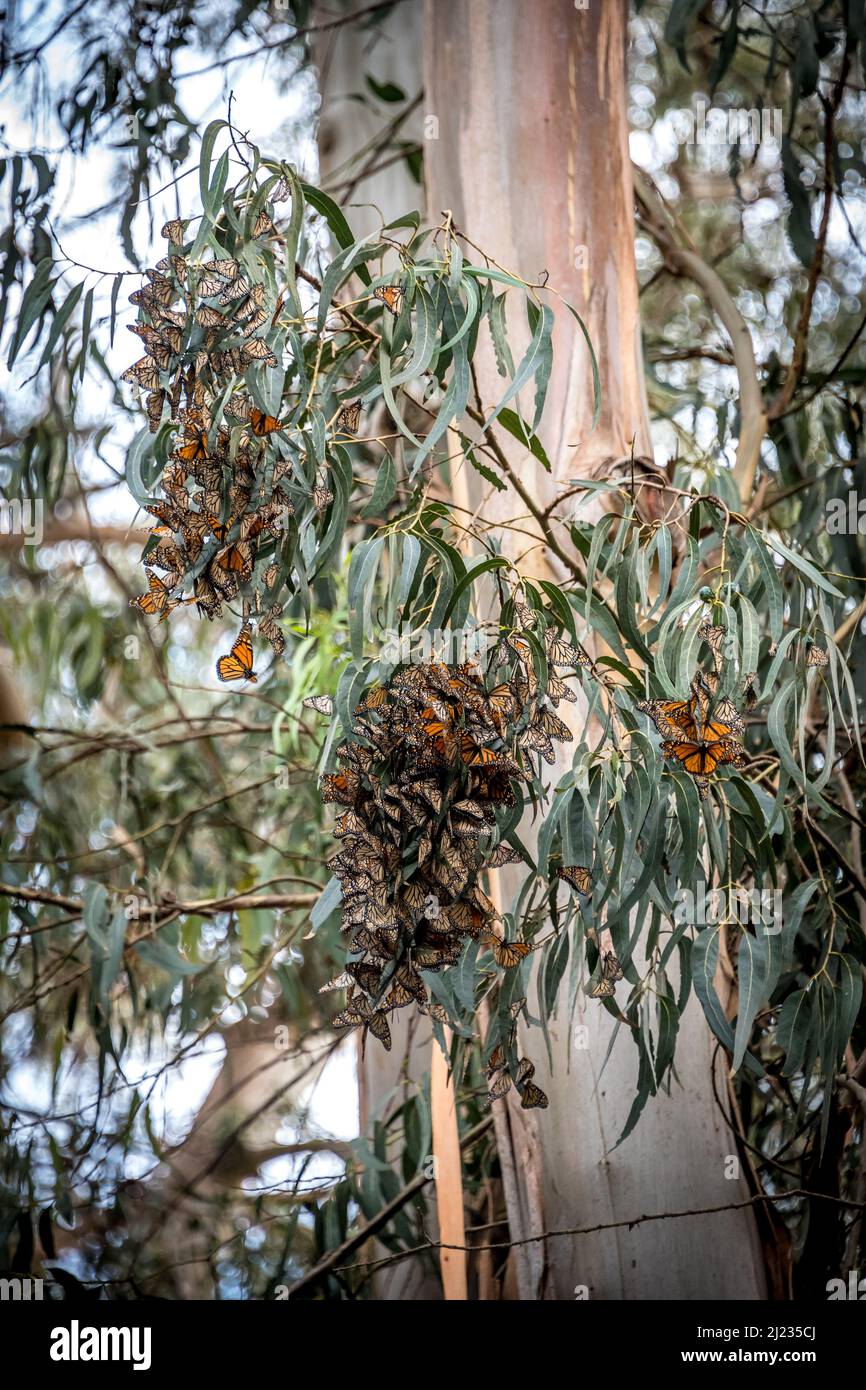 Eine kleine Ansammlung von Monarchfalter in den Zweigen eines Eukalyptusbaums im Pismo Monarch Butterfly Grove, wo sie überwintern. Stockfoto