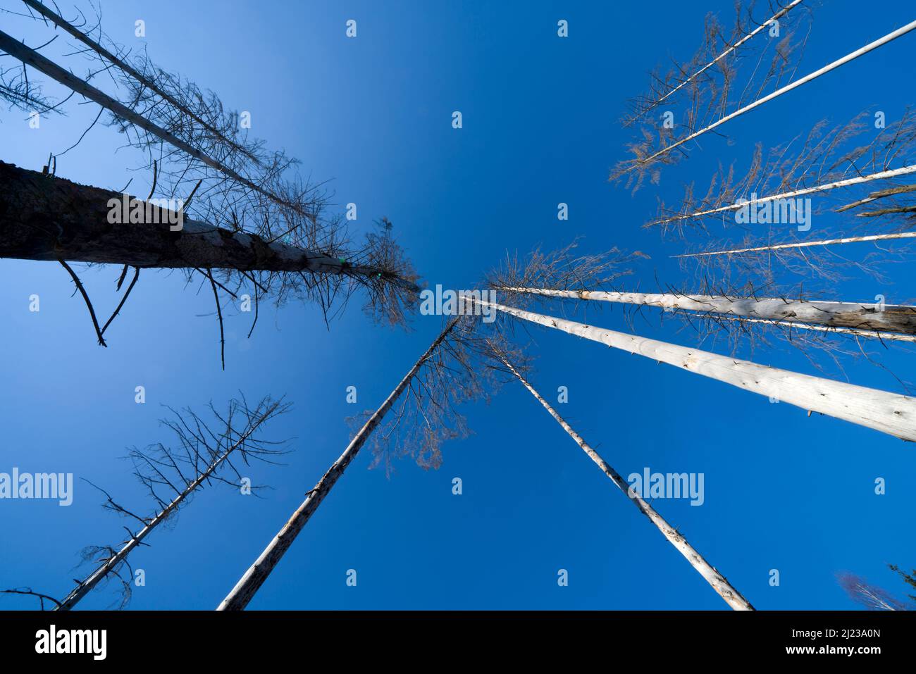 Tote Fichte (Picea abies) Bäume, Urwald Urwald Sababurg, Hofgeismar, Weserbergland, Weserbergland, Hessen, Deutschland Stockfoto
