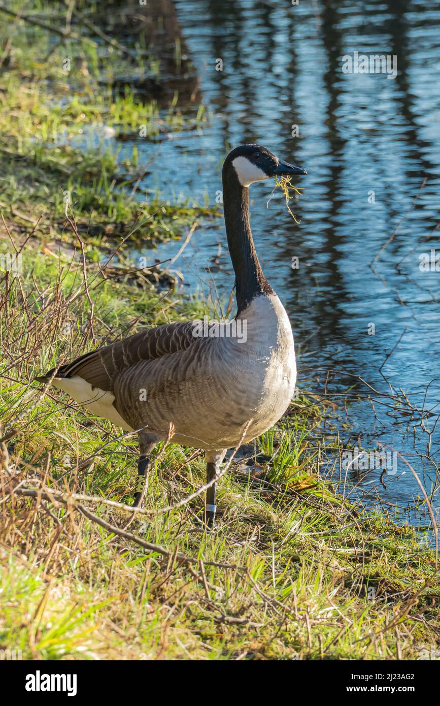 Eine wachsam warende Gans steht am Ufer eines Sees. Stockfoto