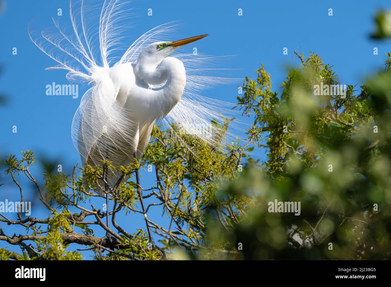 Silberreiher (Ardea alba), der auf der Anastasia Island in St. Augustine, Florida, ein Gefieder in einer Watvögel-Vogelkolonie zeigt. (USA) Stockfoto