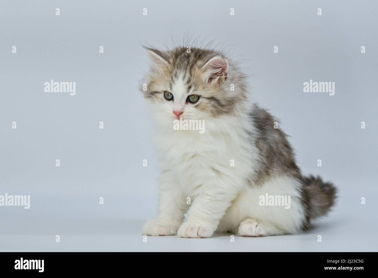 Sibirisches Kätzchen auf farbigen Hintergründen Stockfoto