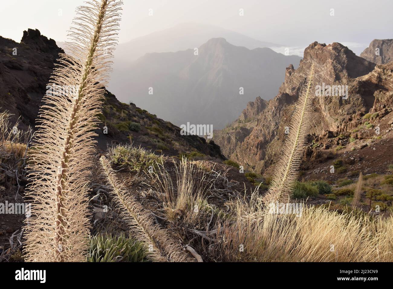 Buglos Pflanzen - Echium wildpretii Unterart Trichosiphon wächst im Nationalpark Caldera de Taburiente La Palma Kanarische Inseln Spanien. Stockfoto