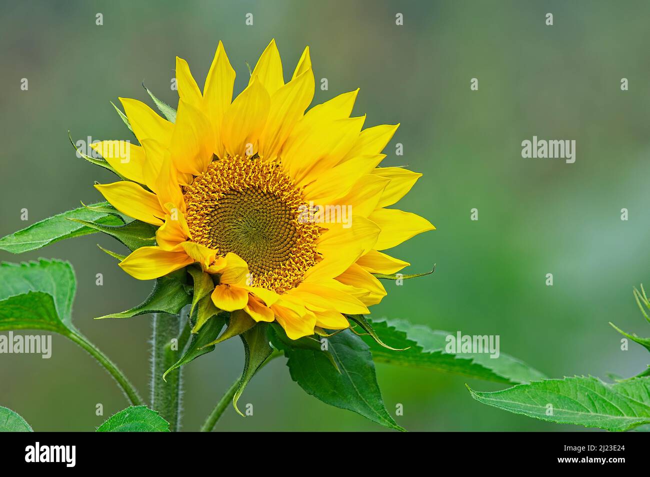 Eine gelbe Sonnenblumenblüte (Helianthus annuus) mit Copyspace. Stockfoto