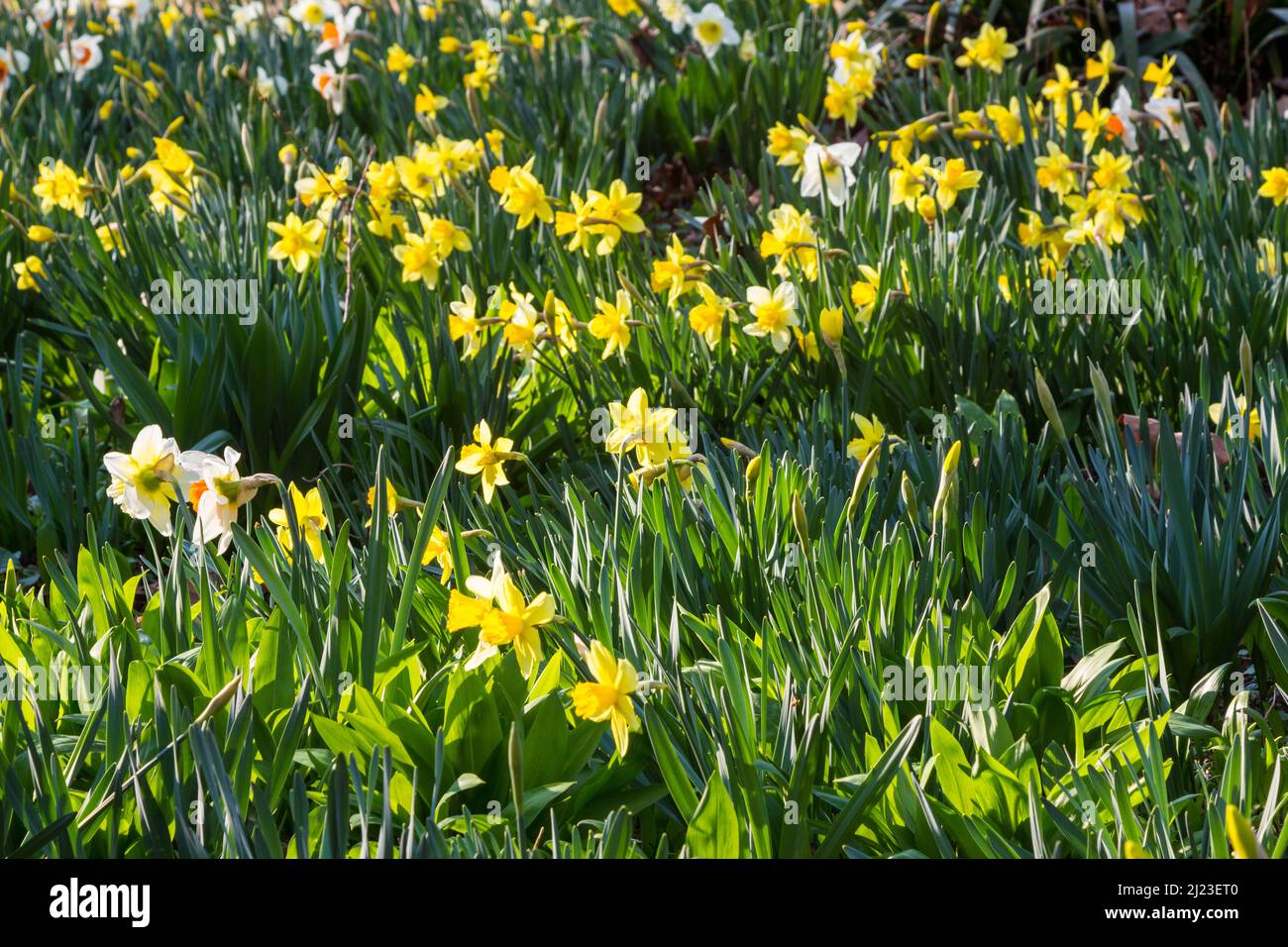 Dichterdaffodil (Narcissus poeticus) und wilder Narcissus (Narcissus pseudonarcissus) auf einem Feld im frühen Frühjahr Stockfoto