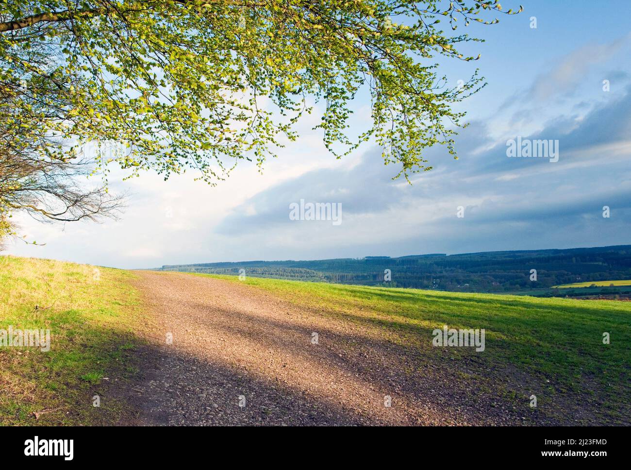 Schatten über Stilecop Field im frühen Morgenlicht Cannock Chase Area von Oustanding Natural Beauty in Spring Staffordshire Stockfoto