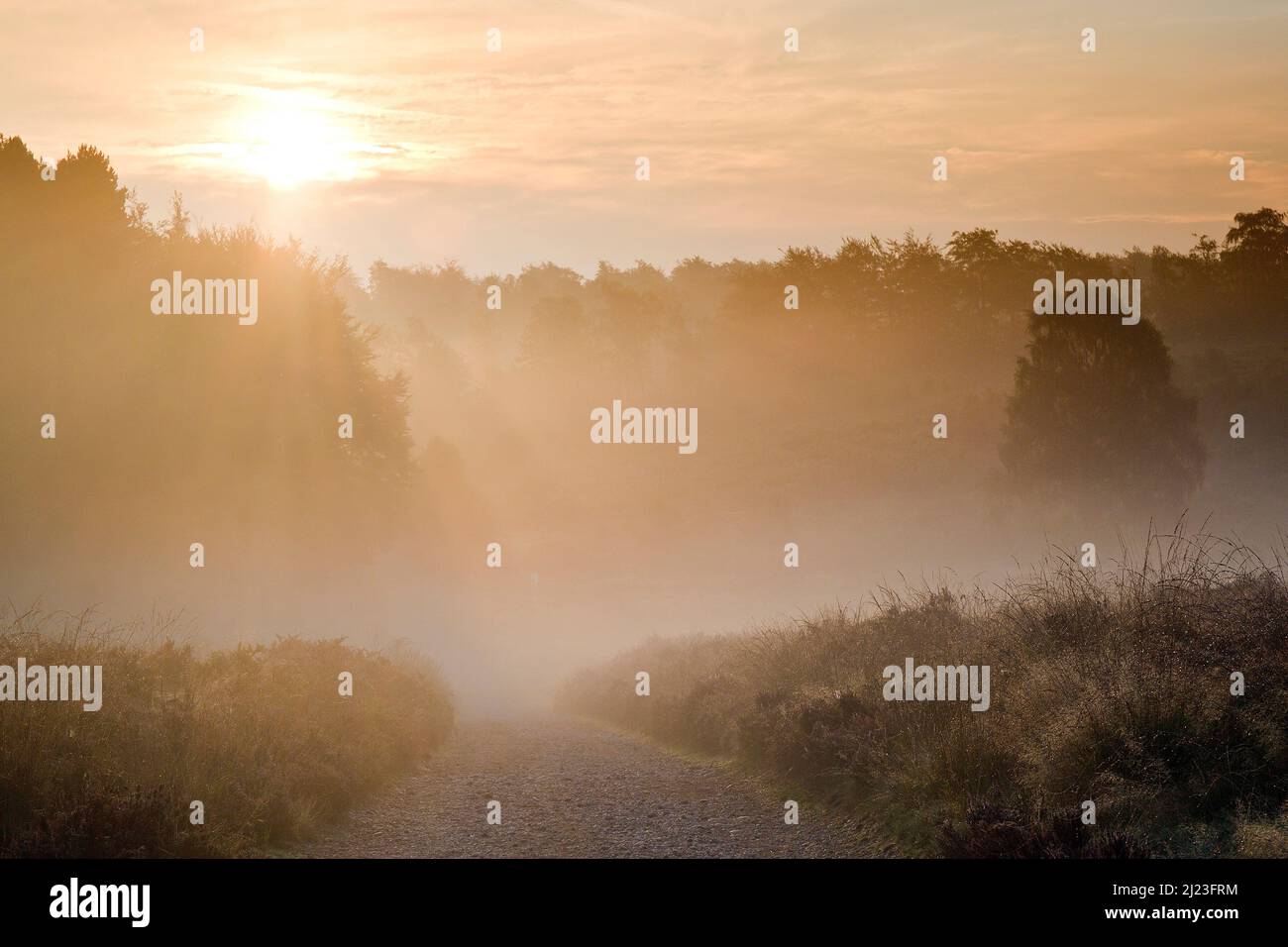 Die Sonne brennt durch den Nebel im Herzen Englands am frühen Morgen des Spätsommers im Frühherbst im Cannock Chase-Gebiet von Outstanding Natural Beauty Staffo Stockfoto