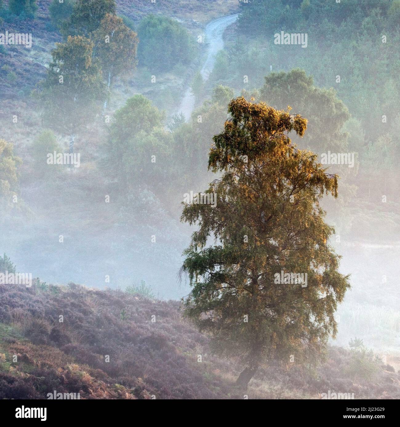 Nebel auf den von Bäumen gesäumten Hängen der sanften Hügel über dem Sherbrook Valley im Herbst im Cannock Chase Gebiet von Outstanding Natural Beauty Staffordshire Stockfoto