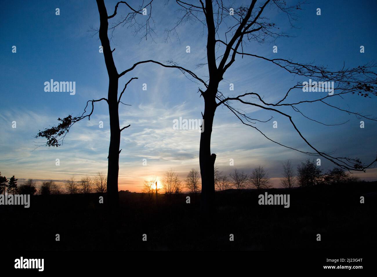 Erstellen atemberaubende Sonnenuntergang Baum Silhouetten am Rande der Wälder auf Cannock Chase AONB Area of Outstanding Natural Beauty im Herbst Staffordshire Stockfoto