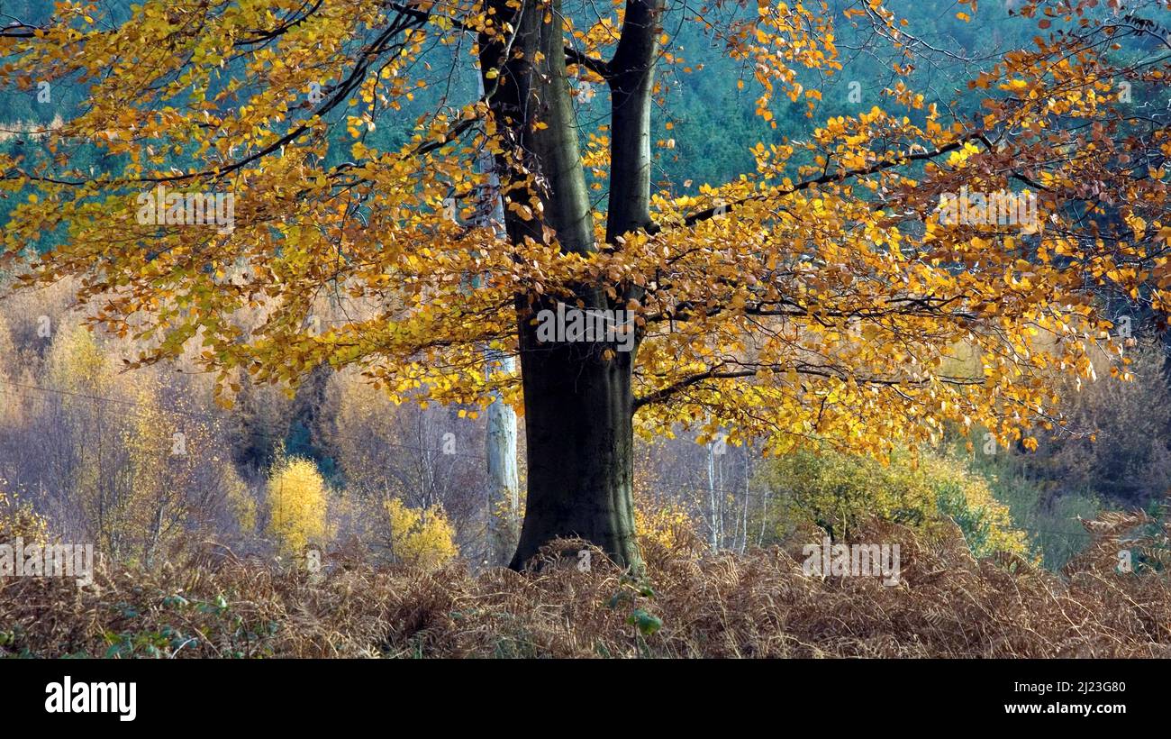 Wald im Herbst mit Farbtönen und Schattierungen von den Bäumen im Cannock Chase Wald ein bestimmtes Gebiet von außergewöhnlicher natürlicher Schönheit Stockfoto