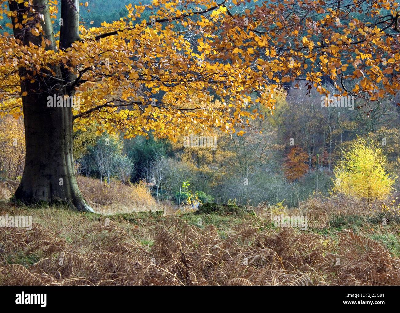 Waldland in autumnn mit Farbtönen und Schattierungen von den Bäumen im Cannock Chase Wald ein bestimmtes Gebiet von außergewöhnlicher natürlicher Schönheit Stockfoto