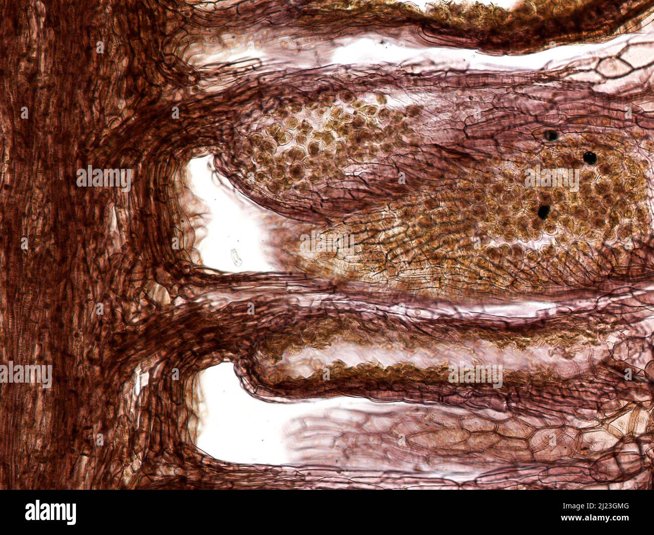 Längsschnitt des Kegels der männlichen Kiefer (Pinus sylvestris), der Mikrosporangium und Pollen zeigt. Stockfoto