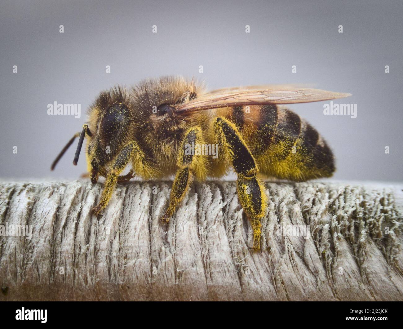 Makroaufnahme eines Arbeiters der westlichen Honigbiene (APIs mellifera), der sich auf einem hölzernen Tor, bedeckt mit Pollen, möglicherweise von einem Dandelion, ausruhte. VEREINIGTES KÖNIGREICH. Stockfoto