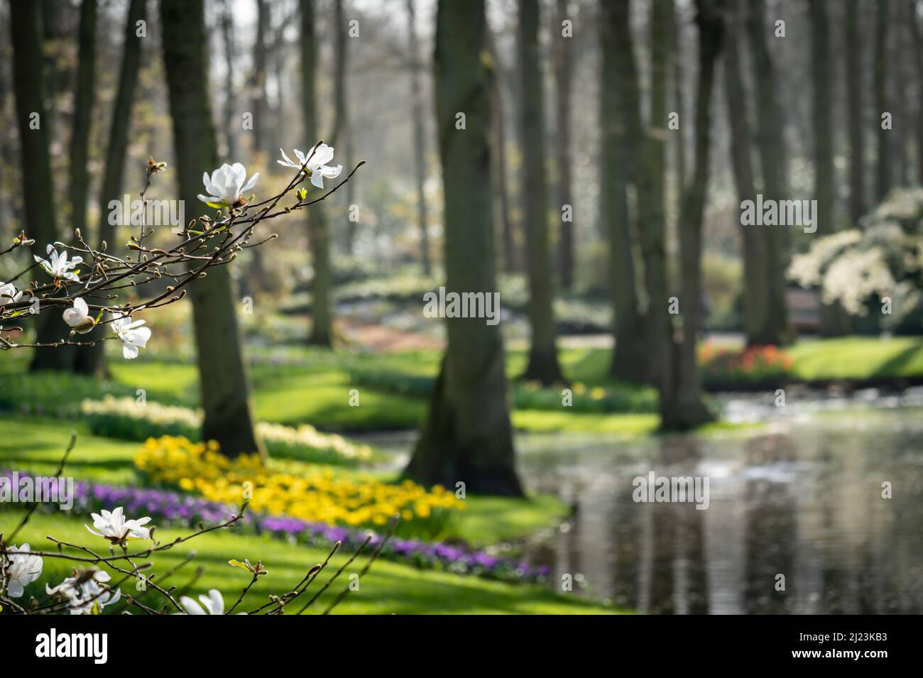 Nahaufnahme des blühenden Baumes in den Gärten von Keukenhof auf dem verschwommenen Hintergrund Stockfoto