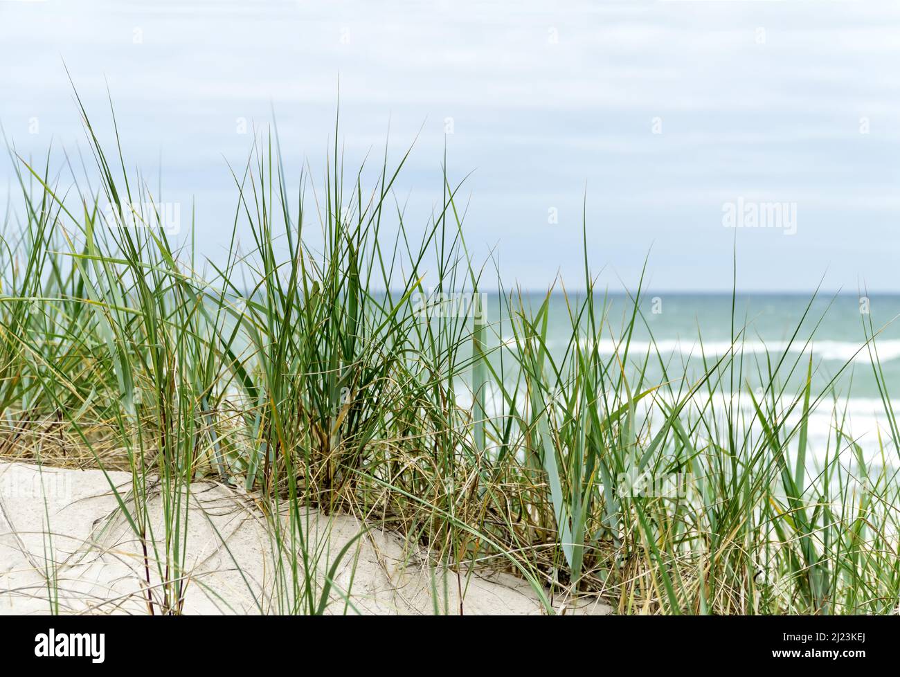 Dünenstrand an der Kurischen Nehrung, Ostsee/Kurische Lagune in Litauen, mit Sand, Dünengras, blauem Himmel und Wolken an einem windigen Sommertag. Stockfoto