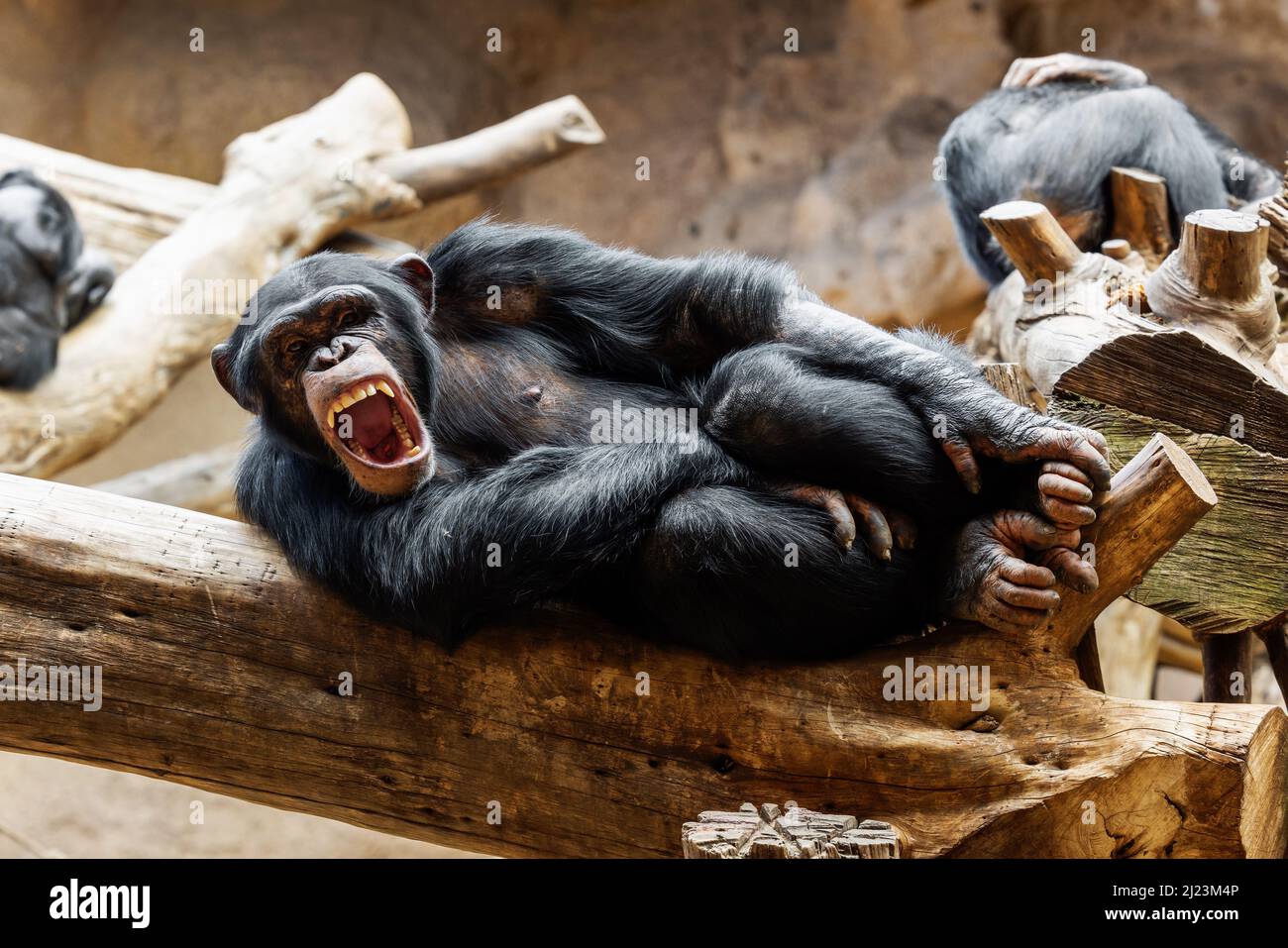 Brüllender Schimpansen, der sich im Zoo auf dem Baumstamm niederlegt Stockfoto