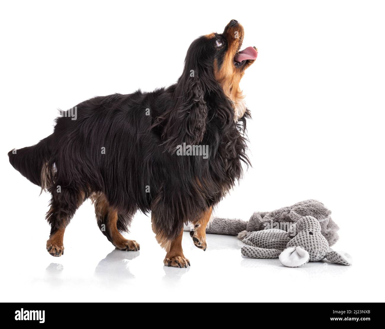 Cavalier King charles Spaniel Hund mit einem ausgestopften Tier auf weißem Hintergrund Stockfoto