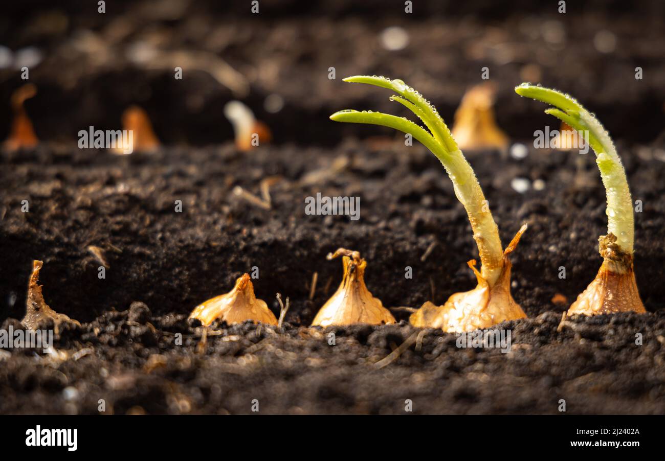 Zwiebeln zum Wachsen von Frühlingszwiebeln in den fruchtbaren Bodenfurchen. Stockfoto