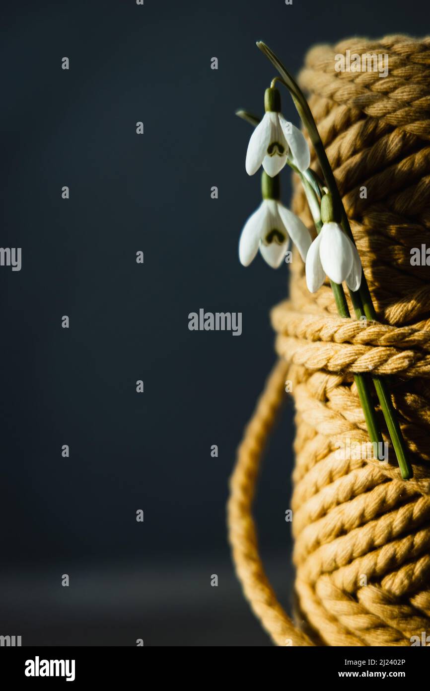 Schneeglöckchen mit einem Ball aus gelbem Makramfaden. Stockfoto