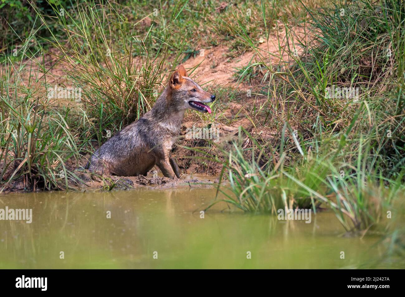 Goldener Schakal oder Canis aureus in freier Wildbahn in Sri Lanka Stockfoto