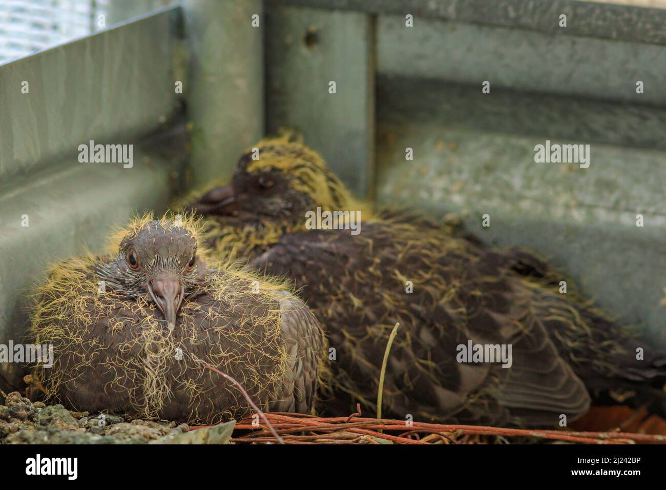 Nahaufnahme von zwei Jungtauben im Nest. Columba livia domestica Art. Baby Tauben im Nest warten auf Nahrung von ihrer Mutter. In Bewegung Stockfoto