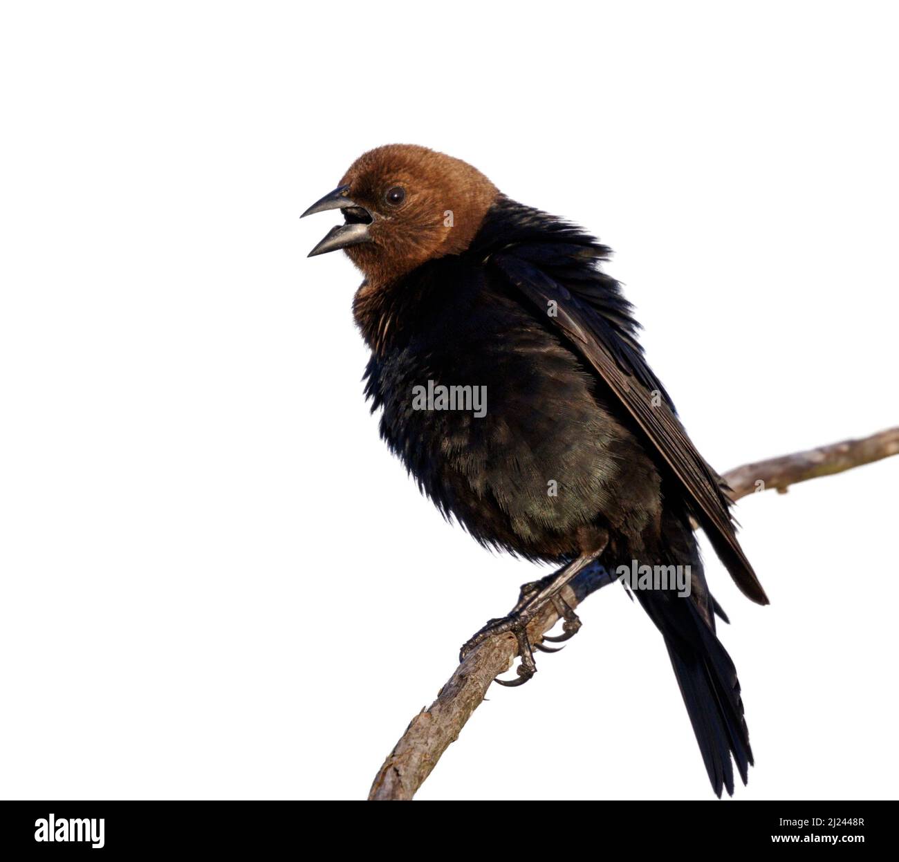 Brauner Kuhvögel (Molothrus ater), männlicher Gesang, isoliert auf weißem Hintergrund Stockfoto