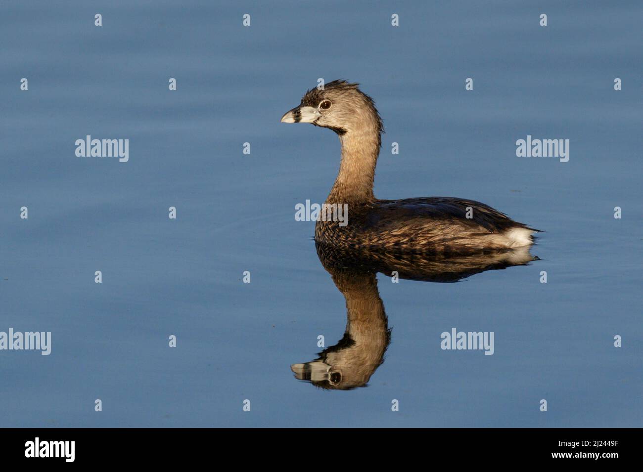 Der Rattenschnabeltaucher (Podilymbus podiceps) in einem Waldsee, Brazos Bend State Park, Needville, Texas, USA. Stockfoto