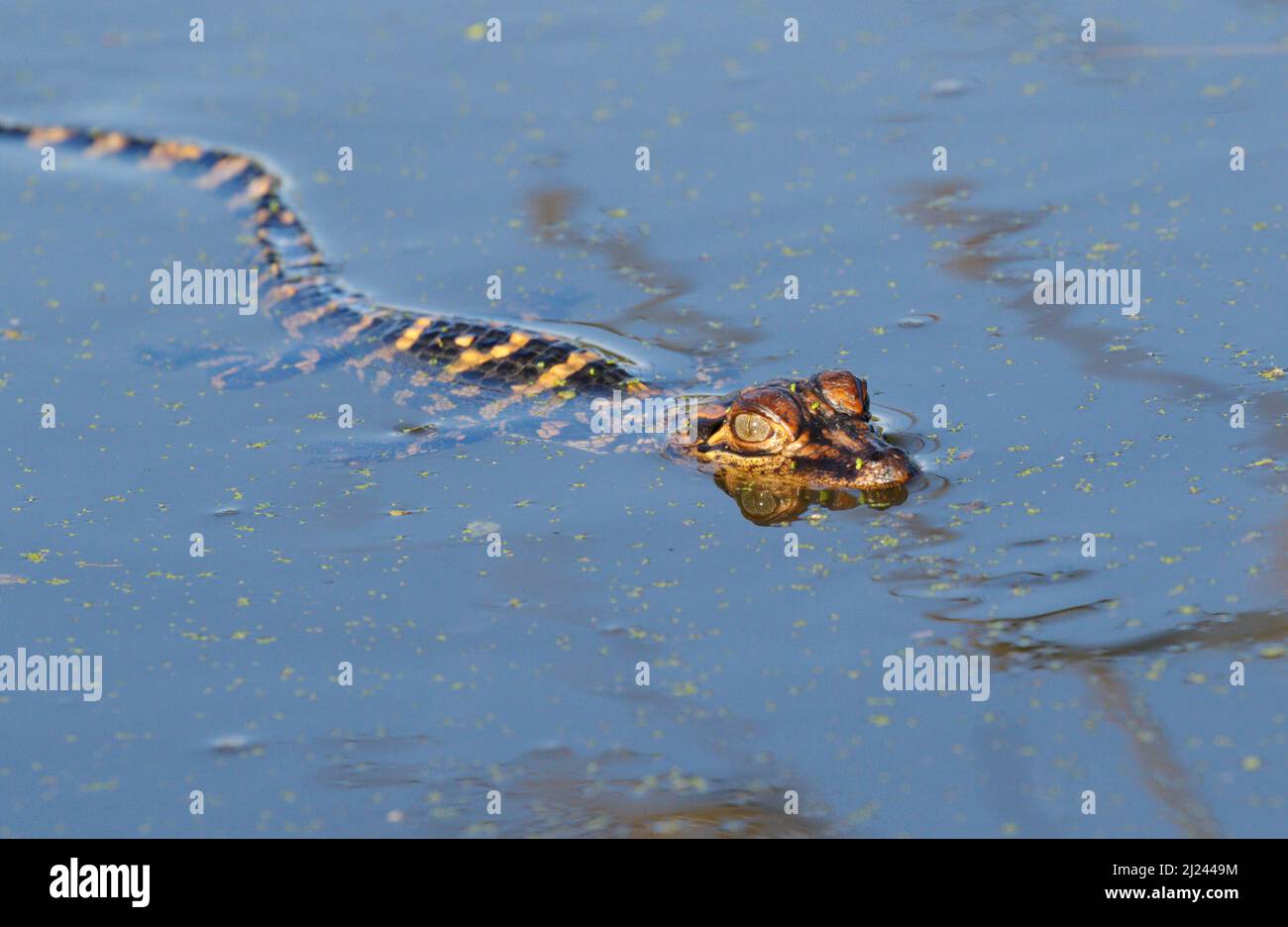 Baby American Alligator (Alligator mississippiensis) schwimmend in einem Waldsee, Brazos Bend State Park, Needville, Texas, USA. Stockfoto