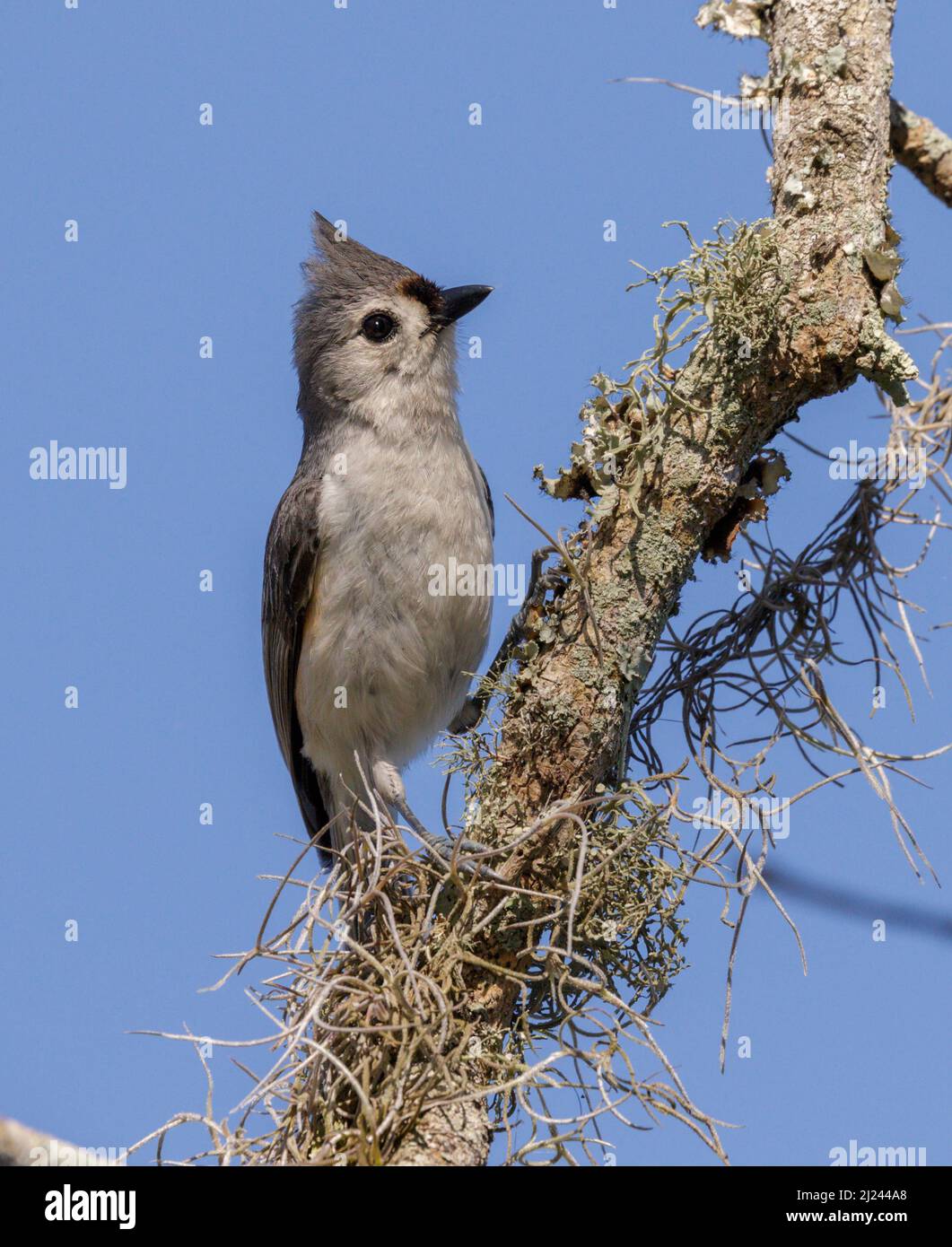 Getuftete Titmaus (Baeolophus bicolor) auf einem Zweig mit spanischem Moos, Brazos Bend State Park, Needville, Texas, USA. Stockfoto