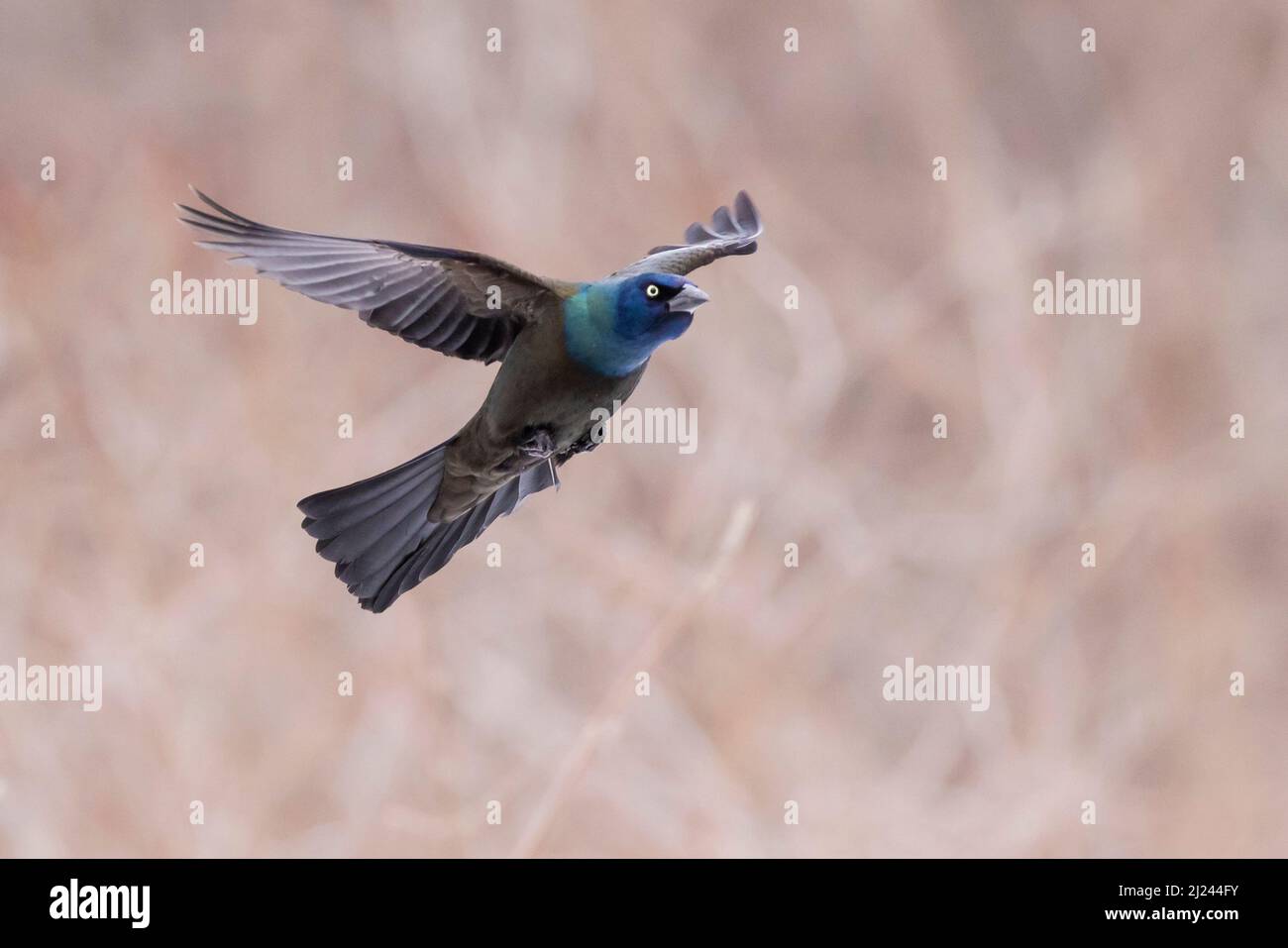 Im Frühjahr ist ein gewöhnlicher Grackel (Quiscalus quiscula) zu sehen Stockfoto