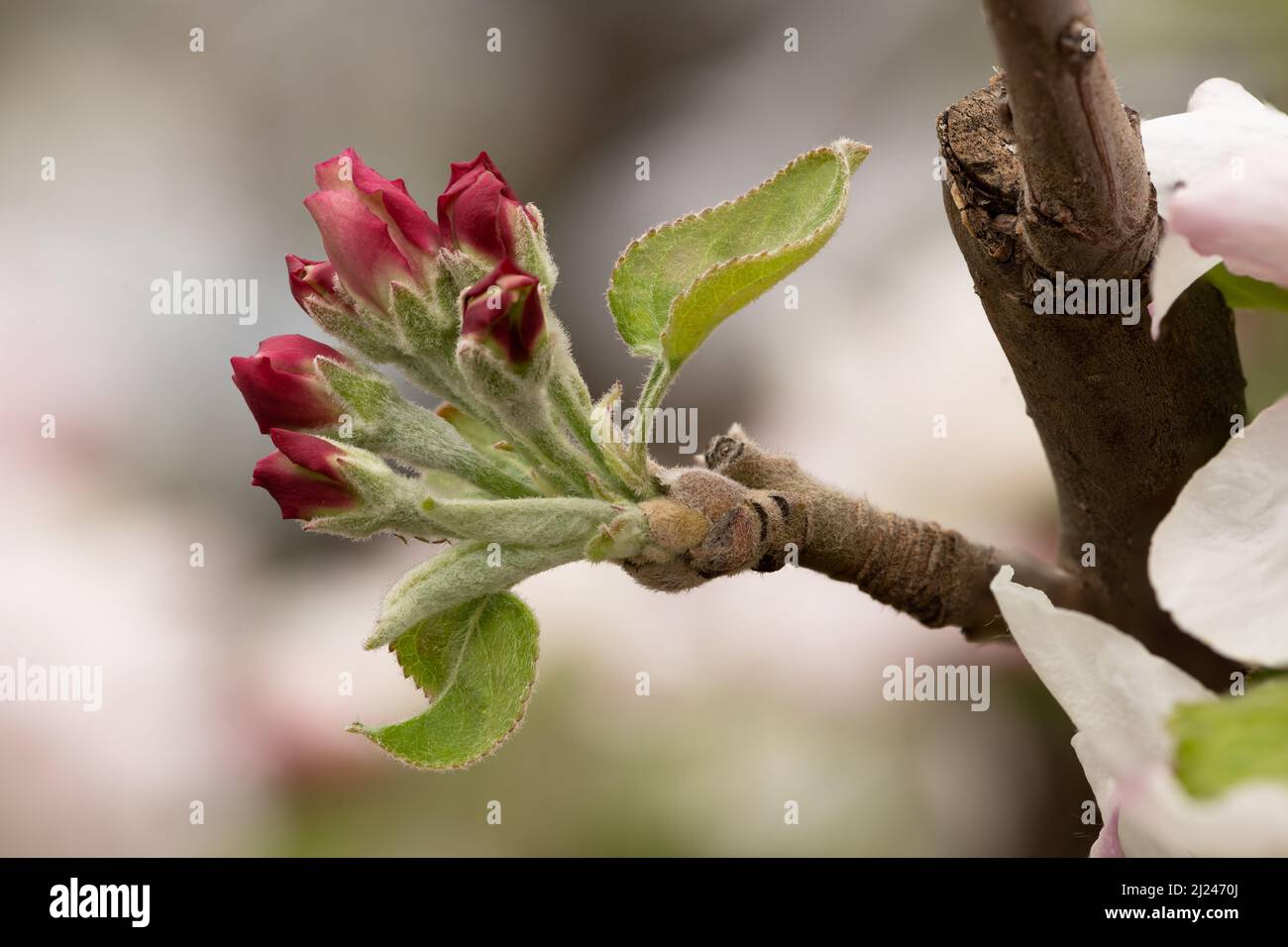 Makroaufnahme von Blütenknospen, die sich auf dem Apfelbaum von Granny Smith öffnen, scharfer Fokus Stockfoto